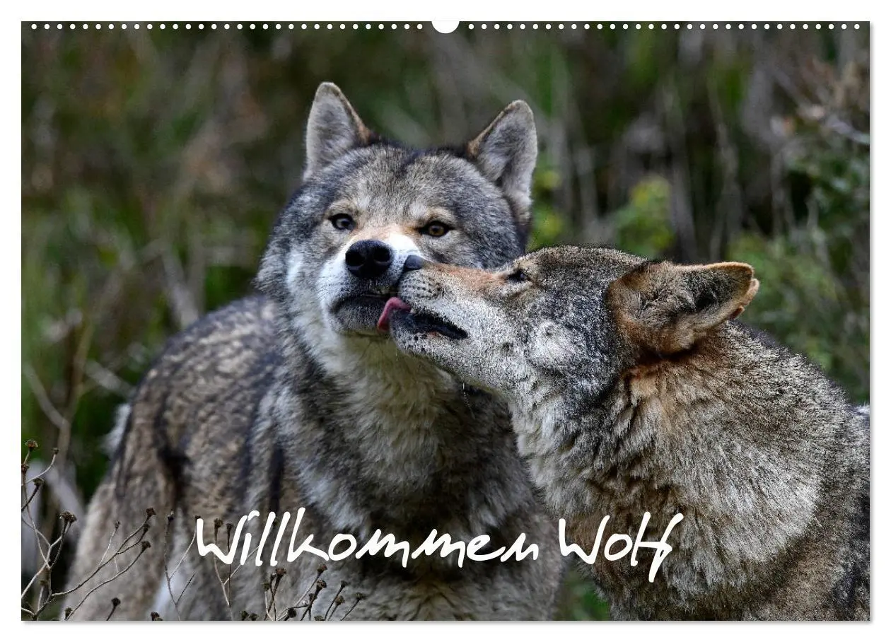 Cover: 9783457680988 | Willkommen Wolf (Wandkalender 2026 DIN A2 quer), CALVENDO...