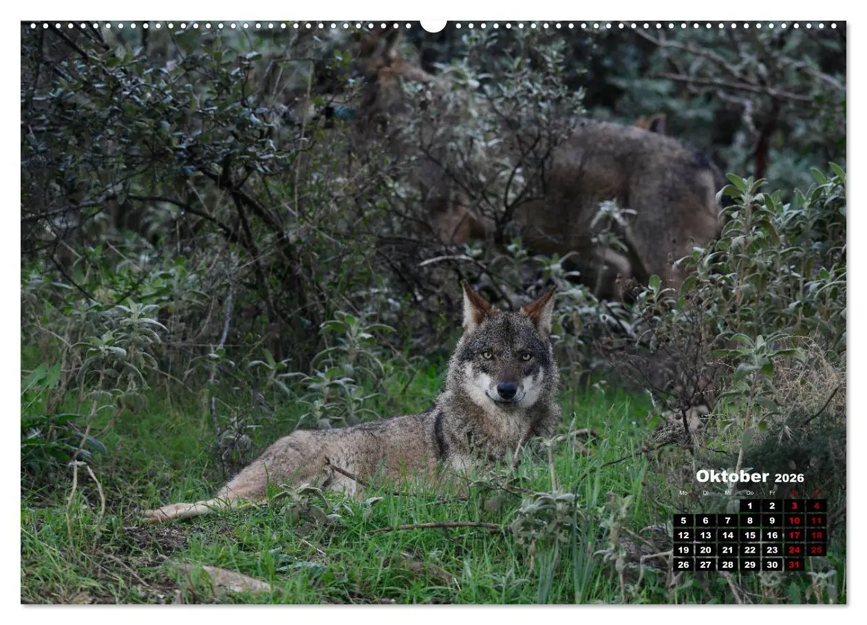Bild: 9783457680988 | Willkommen Wolf (Wandkalender 2026 DIN A2 quer), CALVENDO...