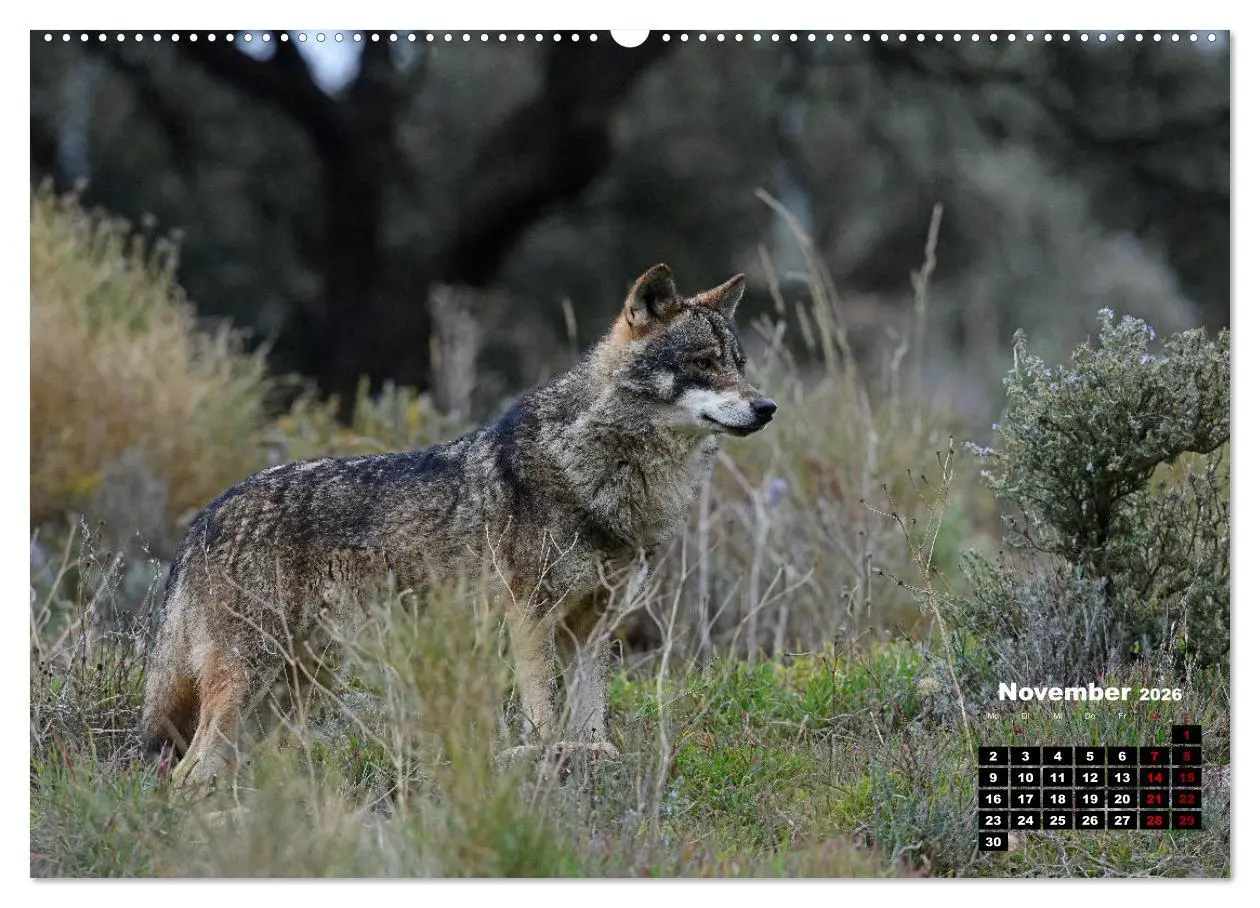 Bild: 9783457680988 | Willkommen Wolf (Wandkalender 2026 DIN A2 quer), CALVENDO...