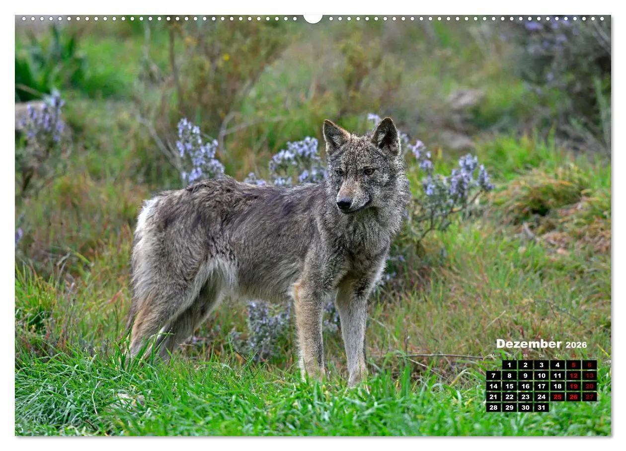 Bild: 9783457680988 | Willkommen Wolf (Wandkalender 2026 DIN A2 quer), CALVENDO...