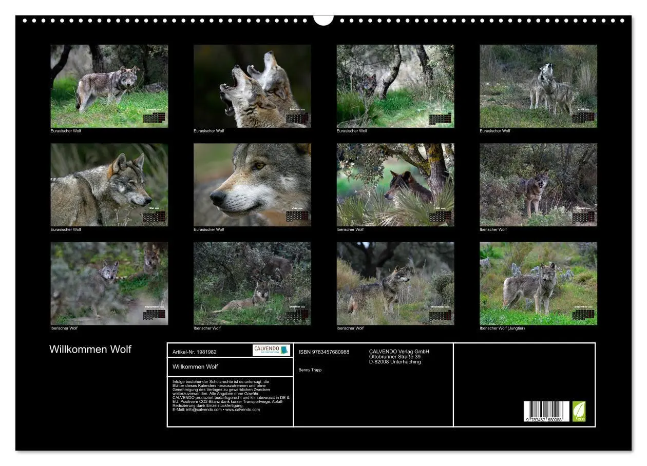 Bild: 9783457680988 | Willkommen Wolf (Wandkalender 2026 DIN A2 quer), CALVENDO...
