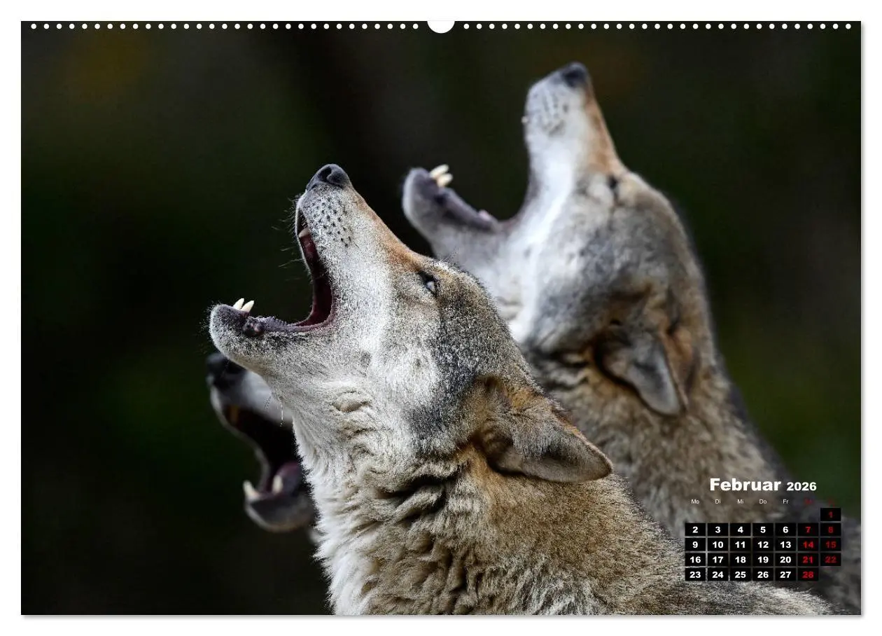Bild: 9783457680988 | Willkommen Wolf (Wandkalender 2026 DIN A2 quer), CALVENDO...