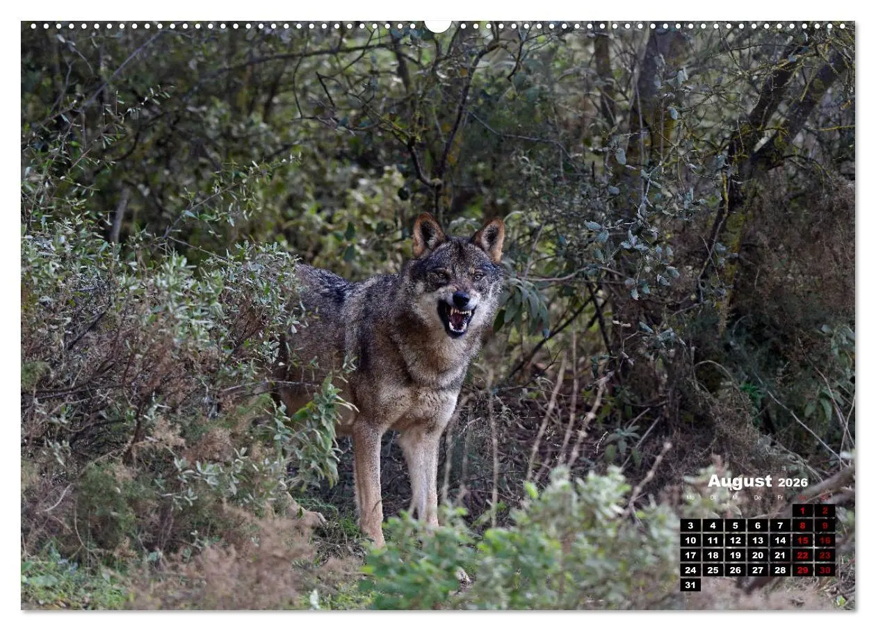 Bild: 9783457680988 | Willkommen Wolf (Wandkalender 2026 DIN A2 quer), CALVENDO...