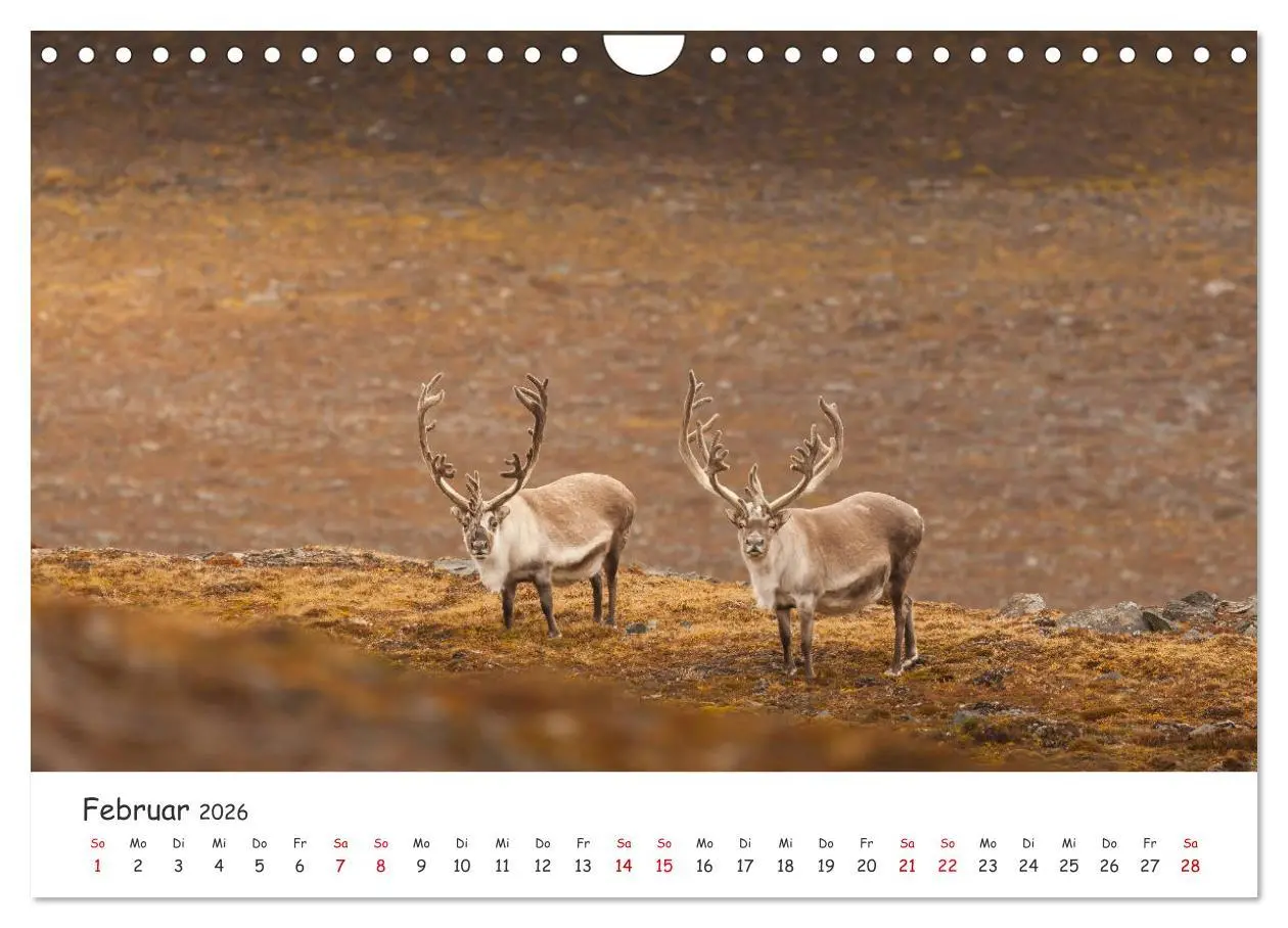 Bild: 9783457820988 | Rentiere (Wandkalender 2026 DIN A4 quer), CALVENDO Monatskalender