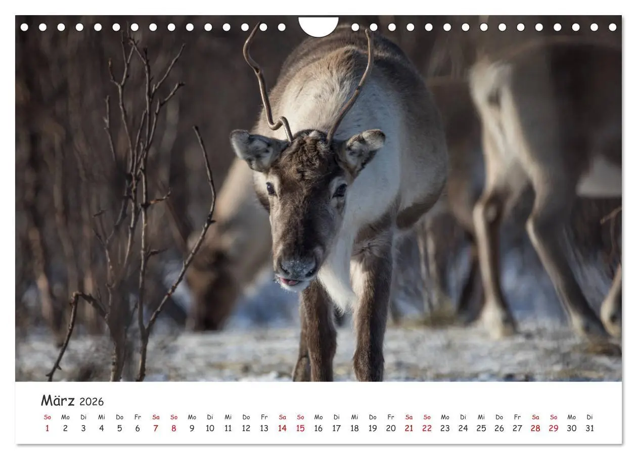 Bild: 9783457820988 | Rentiere (Wandkalender 2026 DIN A4 quer), CALVENDO Monatskalender
