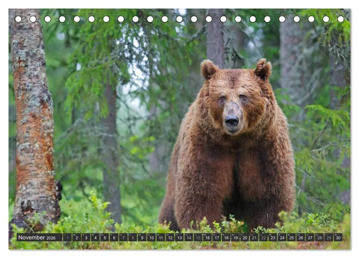 Bild: 9783516150988 | Magie des Augenblicks - Bären in nordischen Wäldern (Tischkalender...
