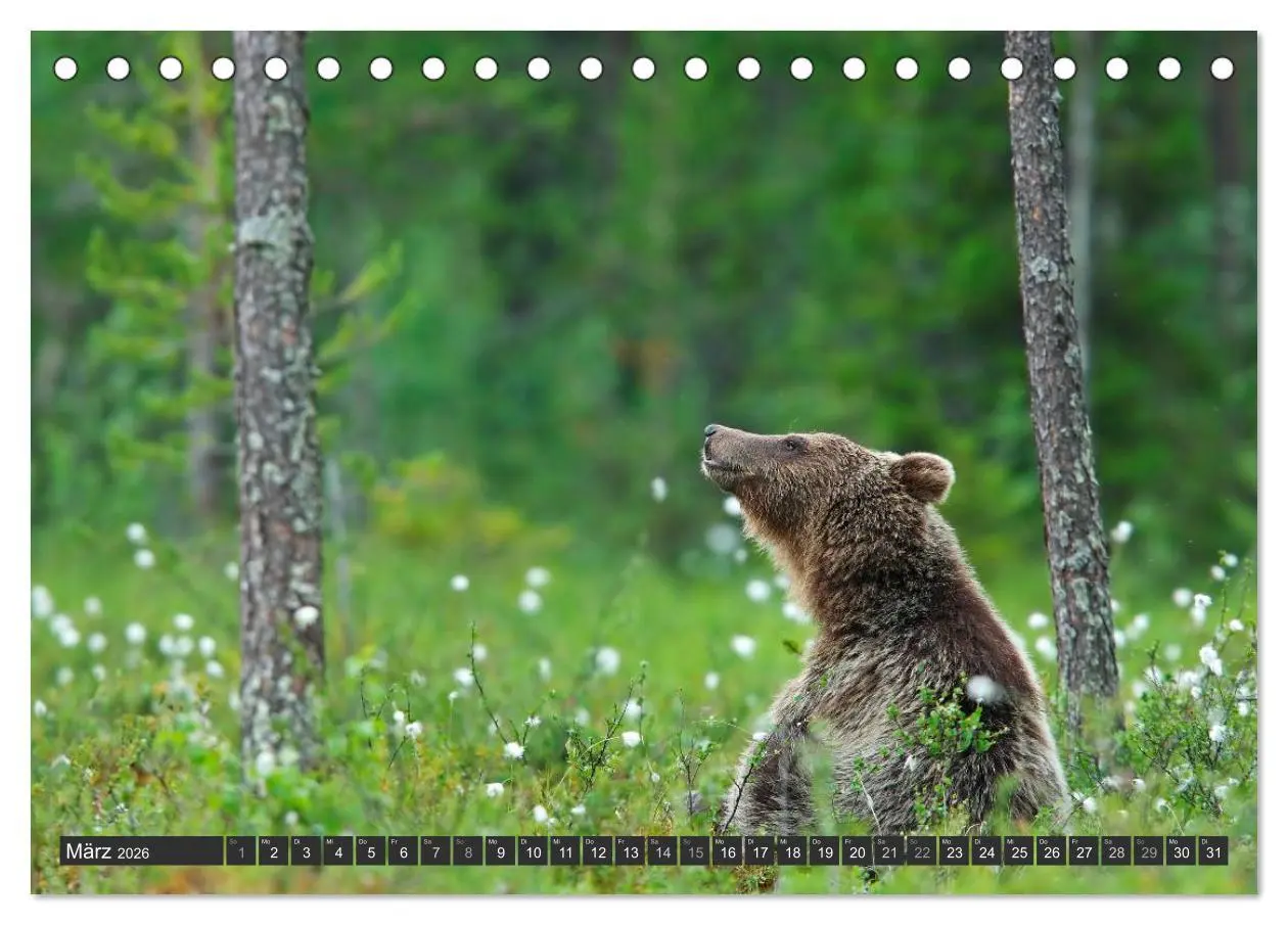 Bild: 9783516150988 | Magie des Augenblicks - Bären in nordischen Wäldern (Tischkalender...
