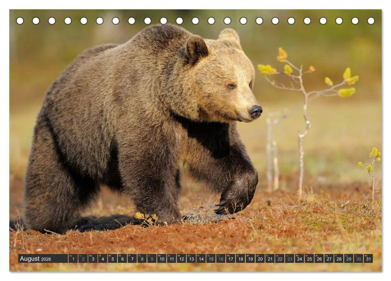 Bild: 9783516150988 | Magie des Augenblicks - Bären in nordischen Wäldern (Tischkalender...