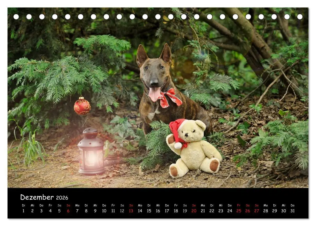 Bild: 9783516041088 | Bullterrier? Was sonst! (Tischkalender 2026 DIN A5 quer), CALVENDO...