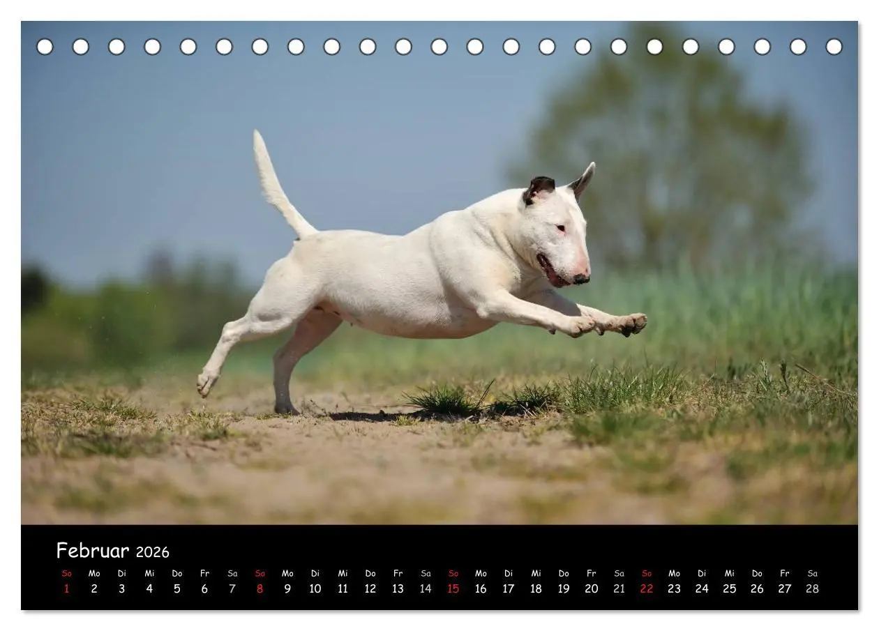 Bild: 9783516041088 | Bullterrier? Was sonst! (Tischkalender 2026 DIN A5 quer), CALVENDO...