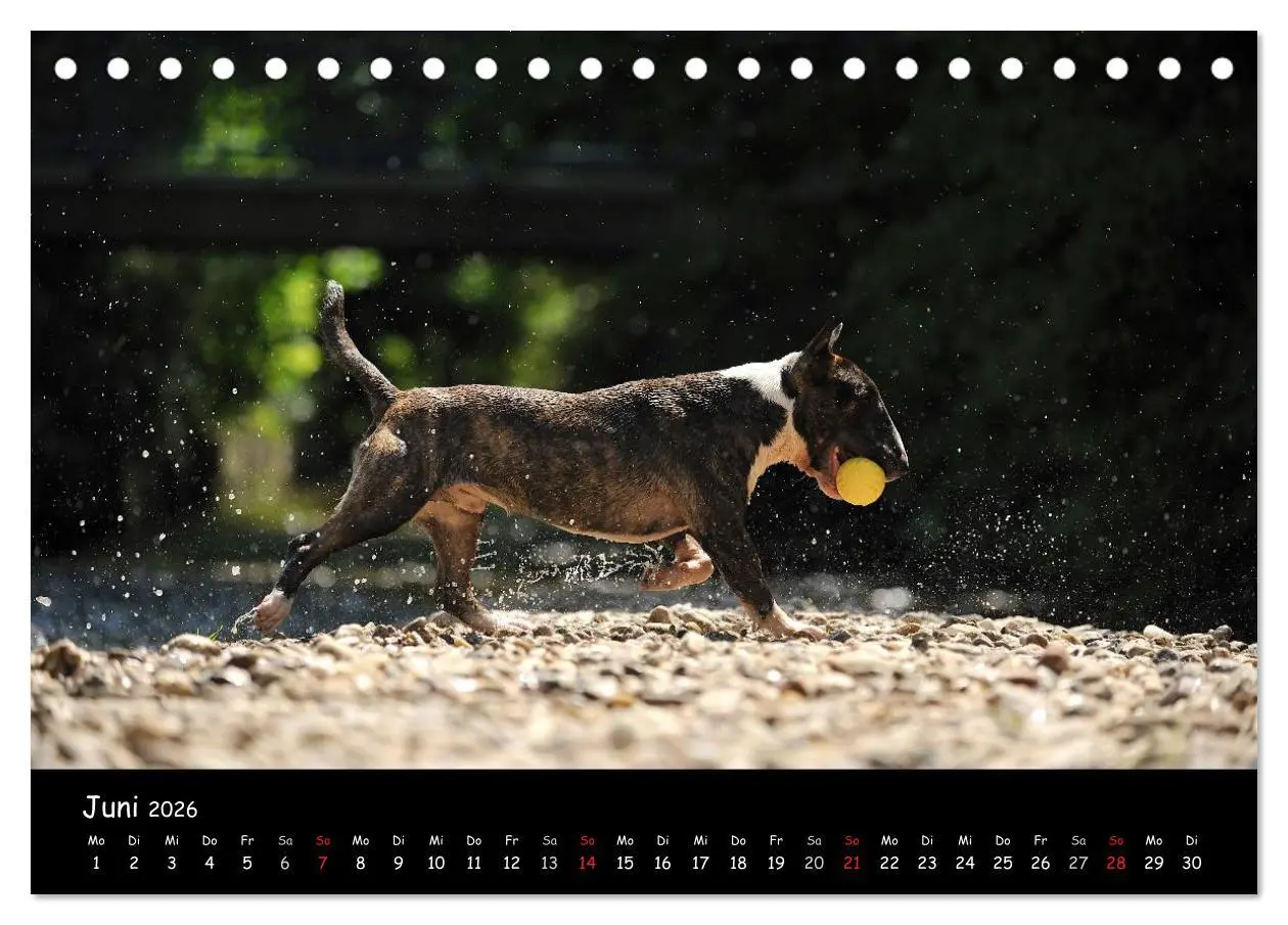 Bild: 9783516041088 | Bullterrier? Was sonst! (Tischkalender 2026 DIN A5 quer), CALVENDO...