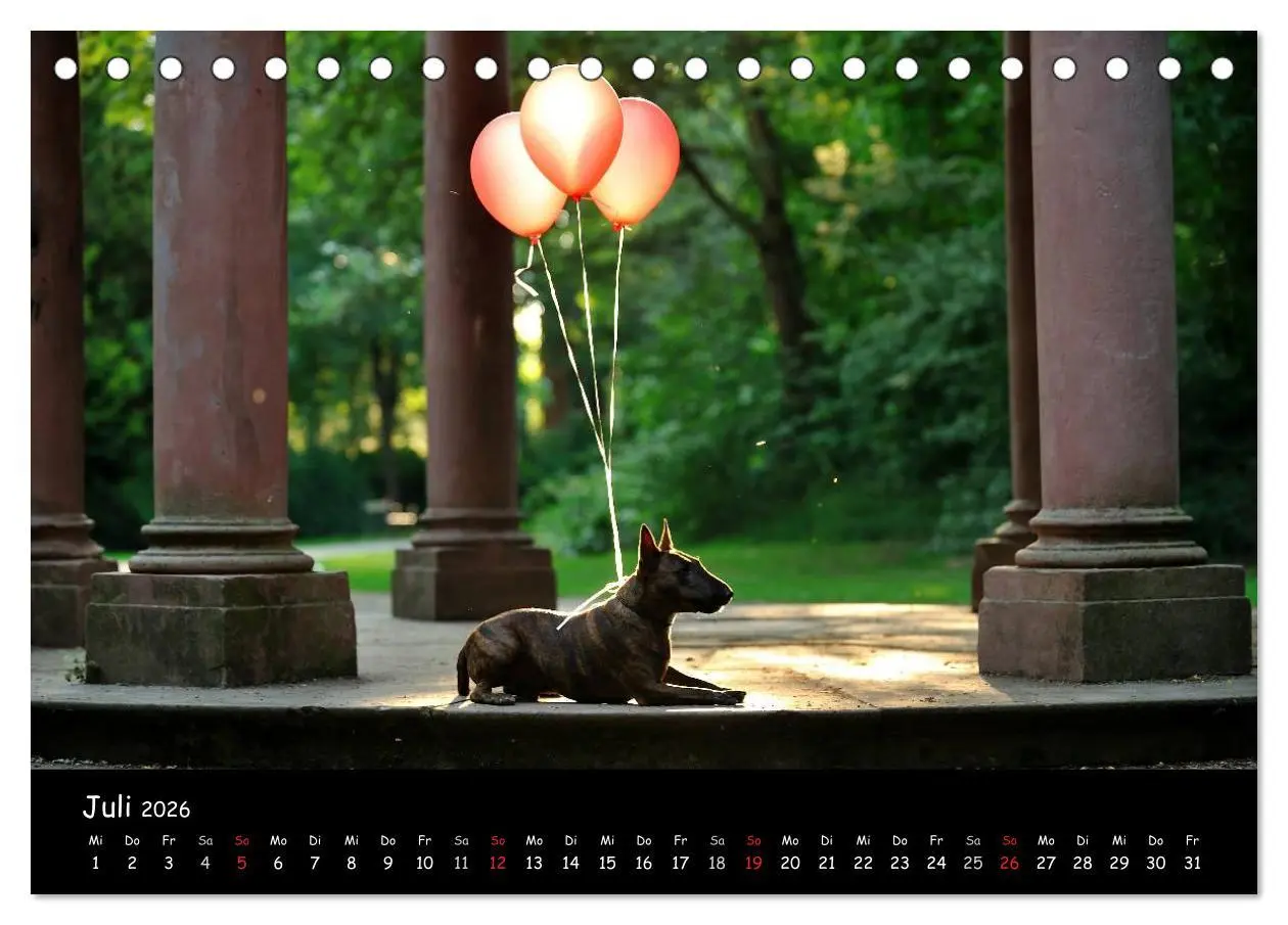 Bild: 9783516041088 | Bullterrier? Was sonst! (Tischkalender 2026 DIN A5 quer), CALVENDO...