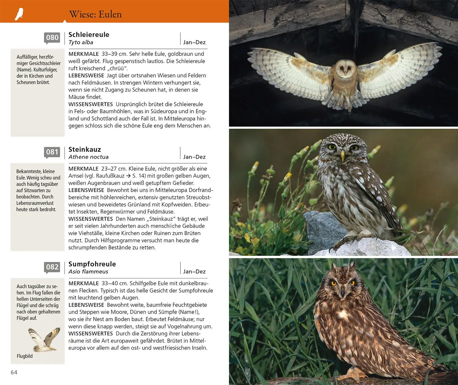 Bild: 9783440181188 | Kosmos Vogelführer für unterwegs | Katrin Hecker (u. a.) | Taschenbuch