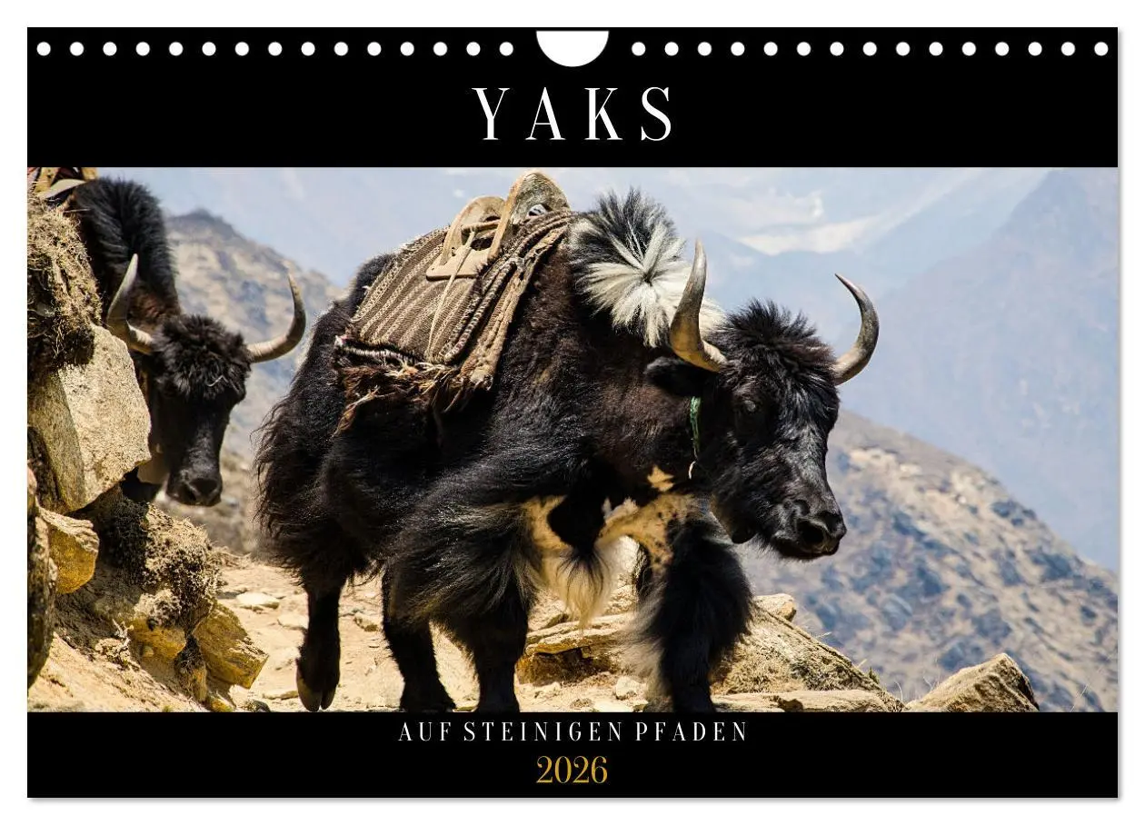 Cover: 9783457561188 | Yaks - auf steinigen Pfaden (Wandkalender 2026 DIN A4 quer),...