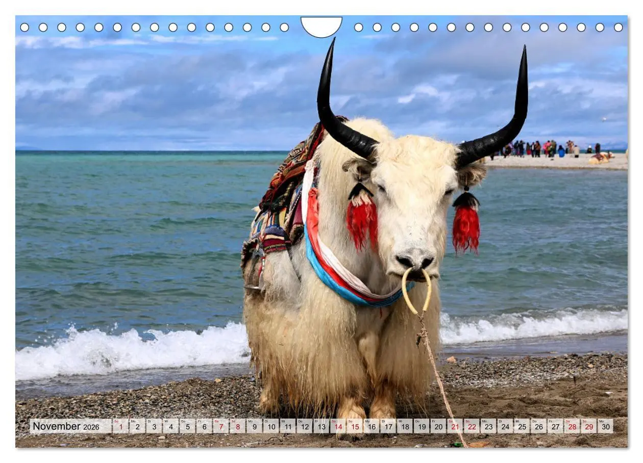 Bild: 9783457561188 | Yaks - auf steinigen Pfaden (Wandkalender 2026 DIN A4 quer),...