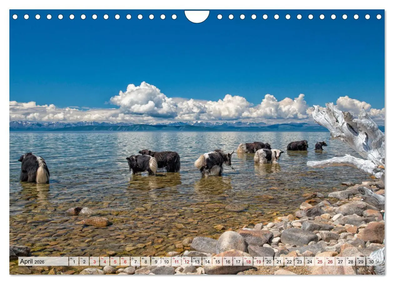 Bild: 9783457561188 | Yaks - auf steinigen Pfaden (Wandkalender 2026 DIN A4 quer),...