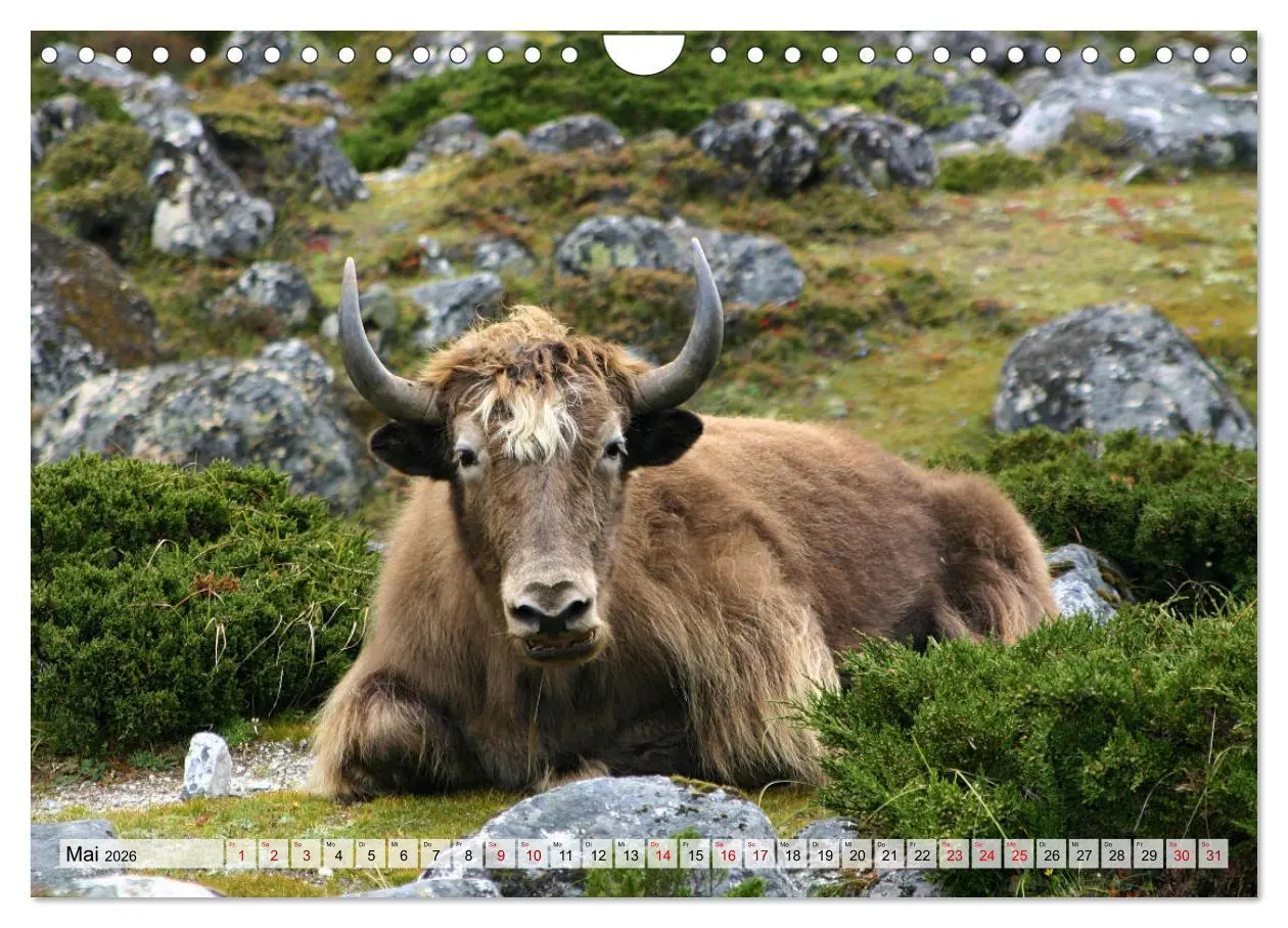 Bild: 9783457561188 | Yaks - auf steinigen Pfaden (Wandkalender 2026 DIN A4 quer),...