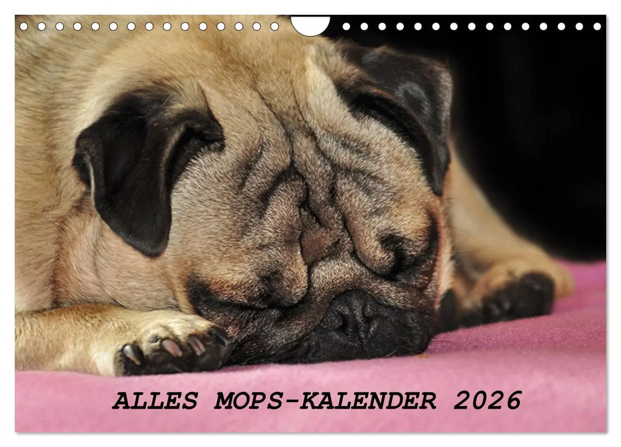 Cover: 9783457871188 | Alles Mops-Kalender 2026 (Wandkalender 2026 DIN A4 quer), CALVENDO...