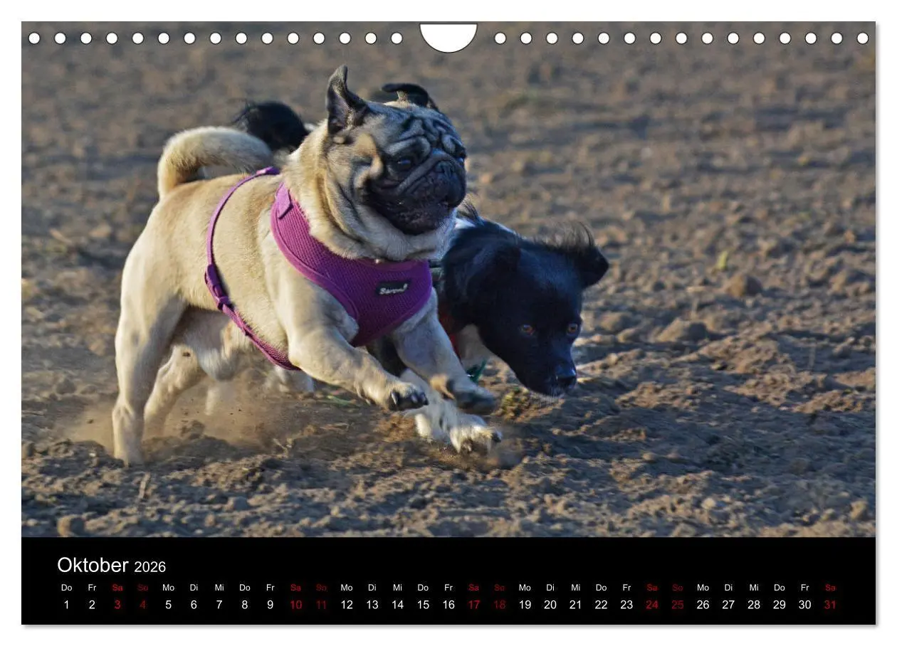 Bild: 9783457871188 | Alles Mops-Kalender 2026 (Wandkalender 2026 DIN A4 quer), CALVENDO...