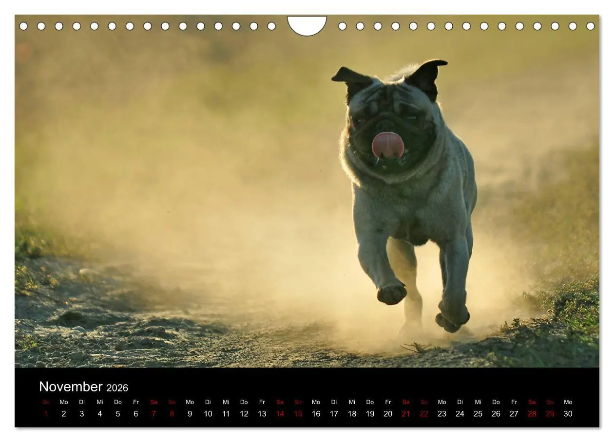 Bild: 9783457871188 | Alles Mops-Kalender 2026 (Wandkalender 2026 DIN A4 quer), CALVENDO...