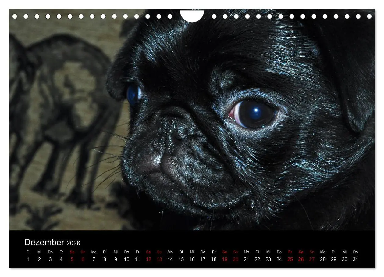 Bild: 9783457871188 | Alles Mops-Kalender 2026 (Wandkalender 2026 DIN A4 quer), CALVENDO...