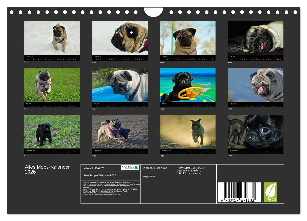 Bild: 9783457871188 | Alles Mops-Kalender 2026 (Wandkalender 2026 DIN A4 quer), CALVENDO...