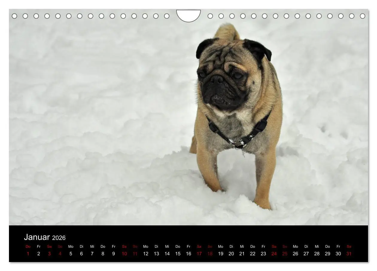 Bild: 9783457871188 | Alles Mops-Kalender 2026 (Wandkalender 2026 DIN A4 quer), CALVENDO...