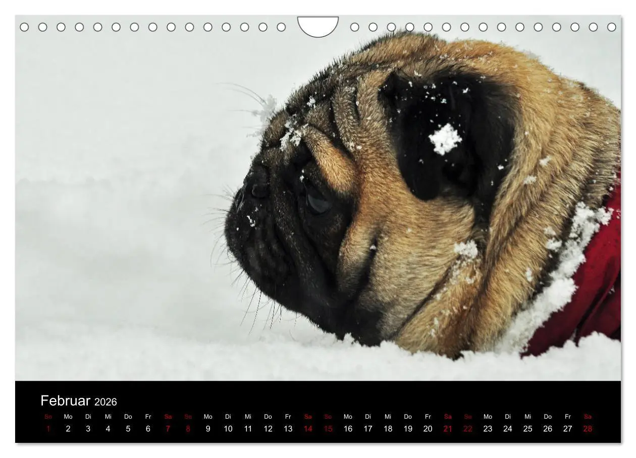 Bild: 9783457871188 | Alles Mops-Kalender 2026 (Wandkalender 2026 DIN A4 quer), CALVENDO...