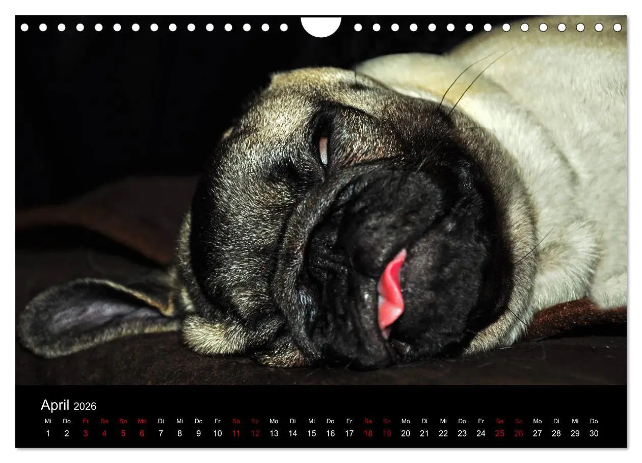 Bild: 9783457871188 | Alles Mops-Kalender 2026 (Wandkalender 2026 DIN A4 quer), CALVENDO...