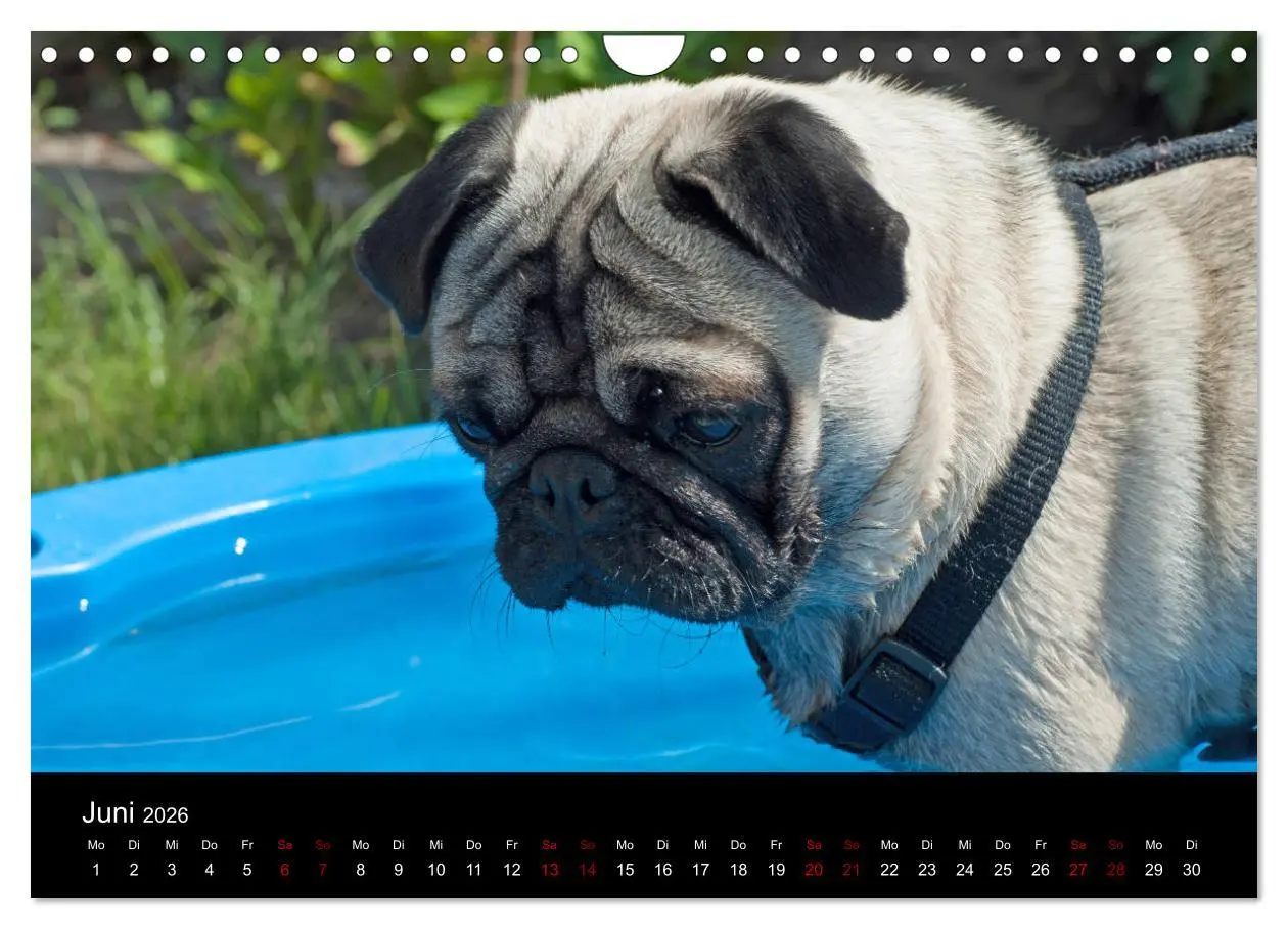 Bild: 9783457871188 | Alles Mops-Kalender 2026 (Wandkalender 2026 DIN A4 quer), CALVENDO...