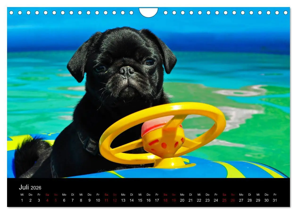 Bild: 9783457871188 | Alles Mops-Kalender 2026 (Wandkalender 2026 DIN A4 quer), CALVENDO...
