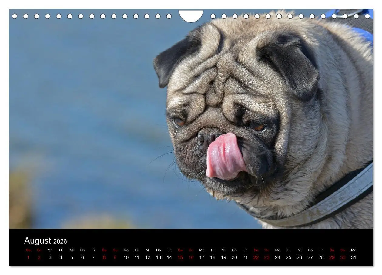 Bild: 9783457871188 | Alles Mops-Kalender 2026 (Wandkalender 2026 DIN A4 quer), CALVENDO...
