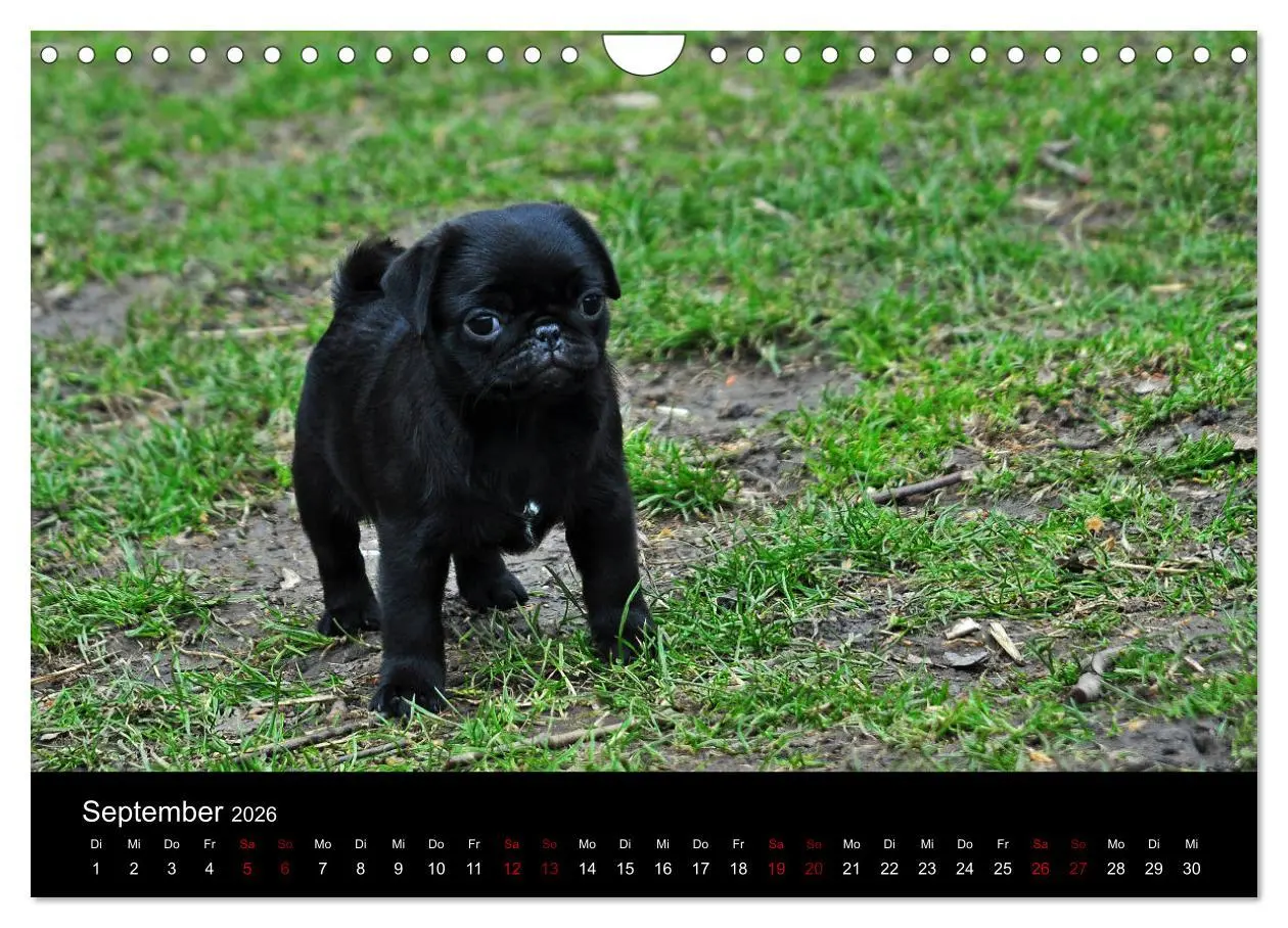Bild: 9783457871188 | Alles Mops-Kalender 2026 (Wandkalender 2026 DIN A4 quer), CALVENDO...