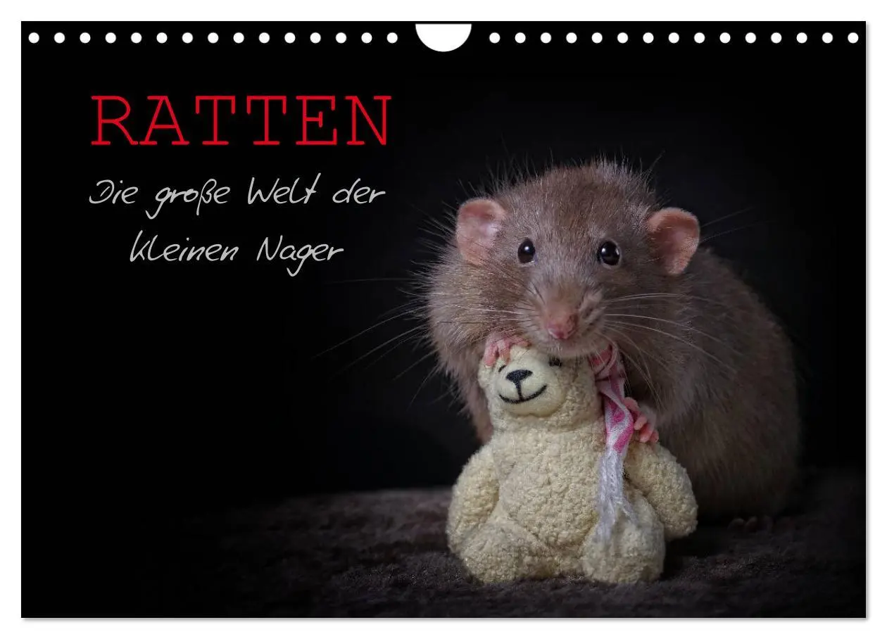 Cover: 9783516031188 | Ratten. Die große Welt der kleinen Nager (Wandkalender 2026 DIN A4...