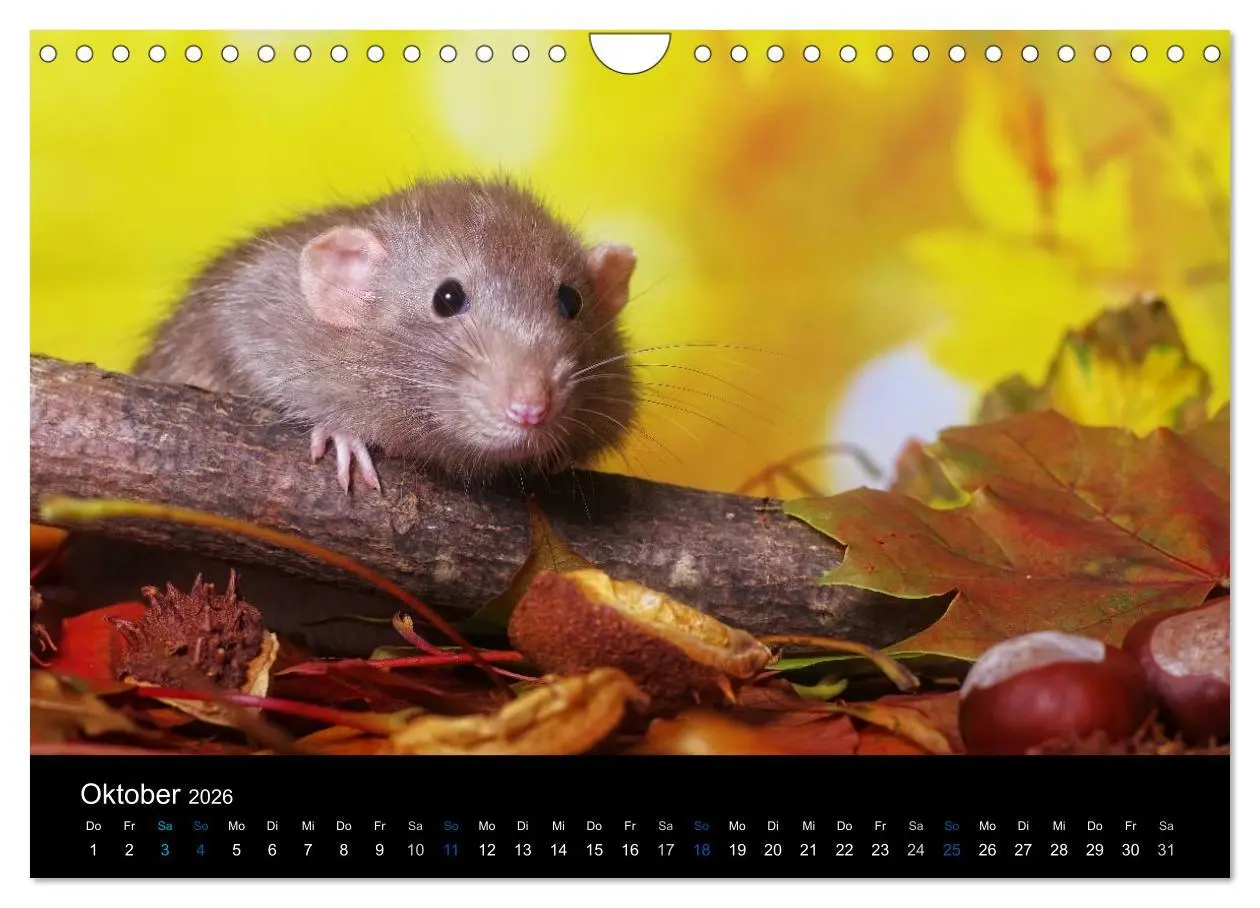Bild: 9783516031188 | Ratten. Die große Welt der kleinen Nager (Wandkalender 2026 DIN A4...