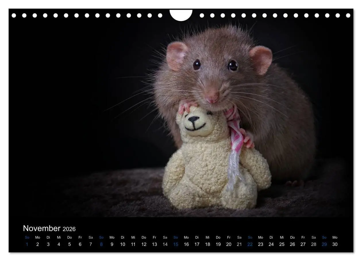 Bild: 9783516031188 | Ratten. Die große Welt der kleinen Nager (Wandkalender 2026 DIN A4...