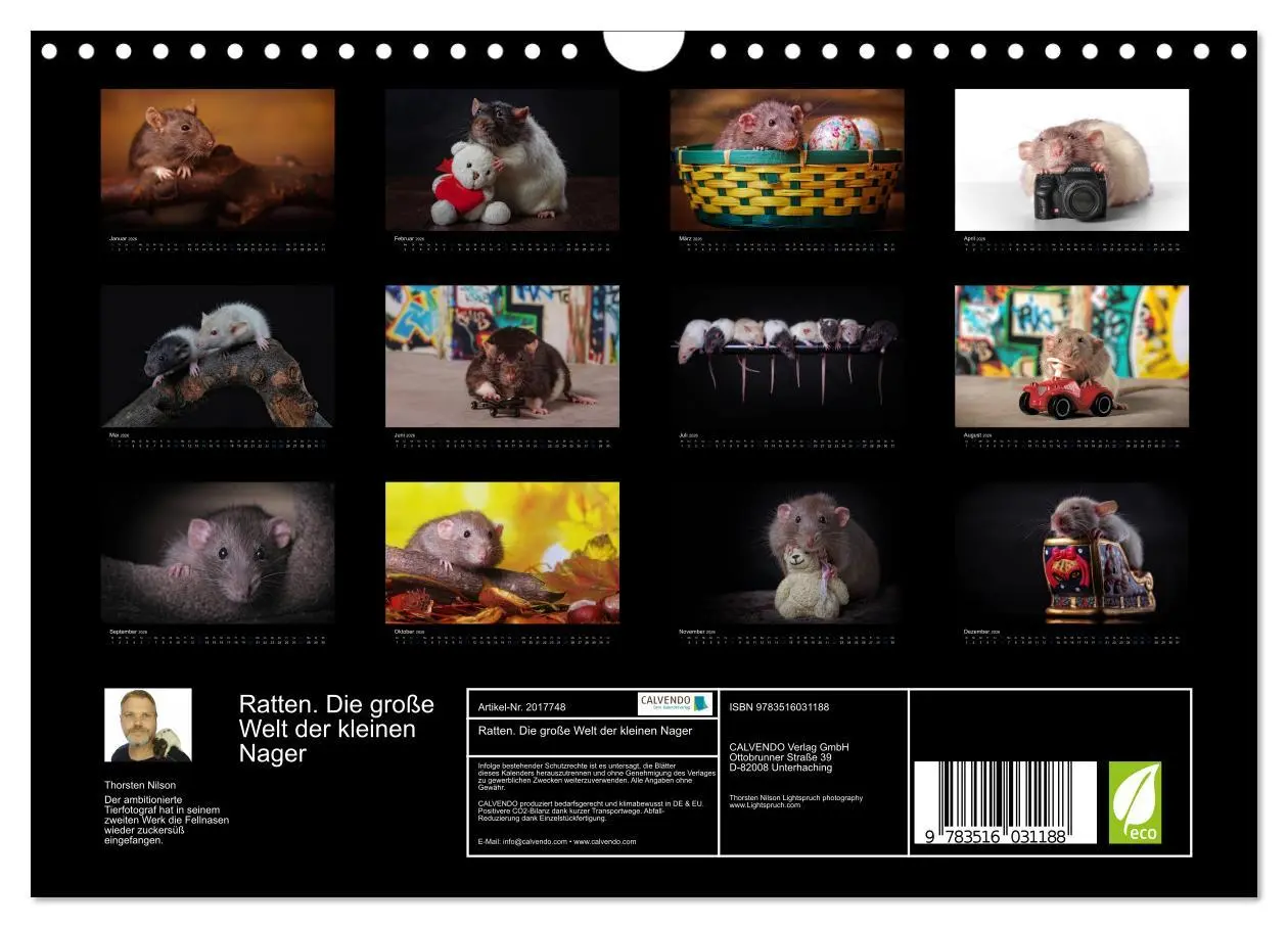 Bild: 9783516031188 | Ratten. Die große Welt der kleinen Nager (Wandkalender 2026 DIN A4...