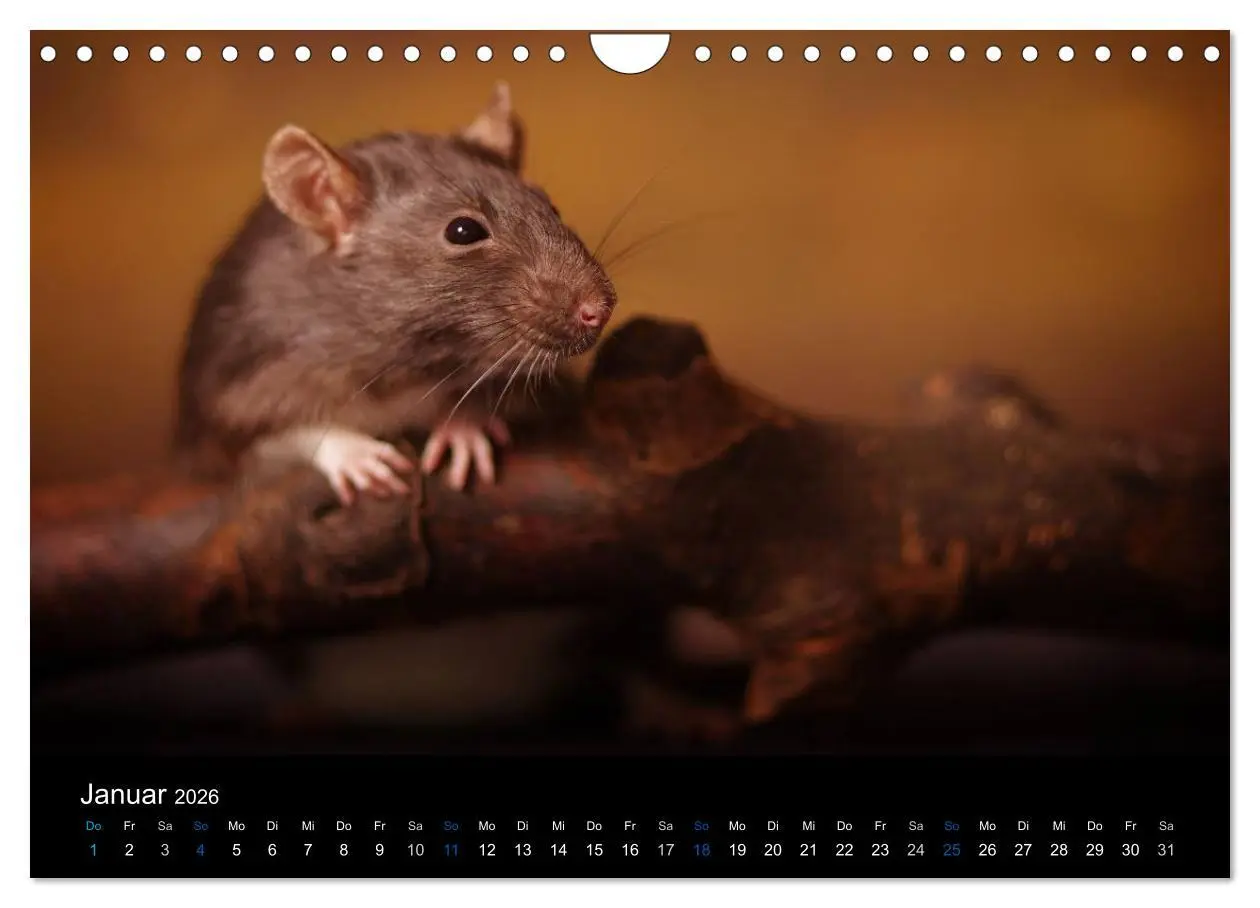 Bild: 9783516031188 | Ratten. Die große Welt der kleinen Nager (Wandkalender 2026 DIN A4...