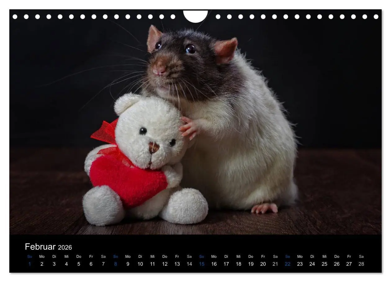 Bild: 9783516031188 | Ratten. Die große Welt der kleinen Nager (Wandkalender 2026 DIN A4...