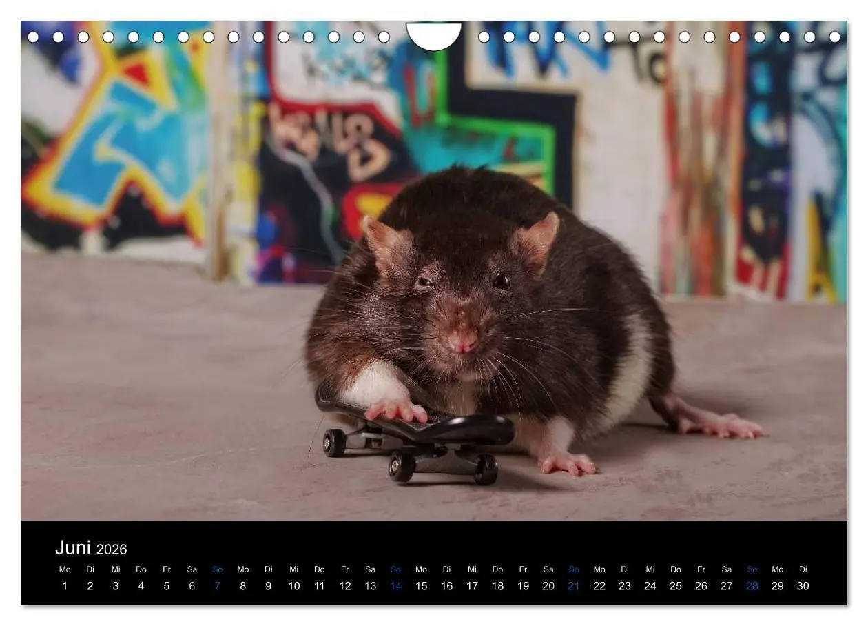 Bild: 9783516031188 | Ratten. Die große Welt der kleinen Nager (Wandkalender 2026 DIN A4...