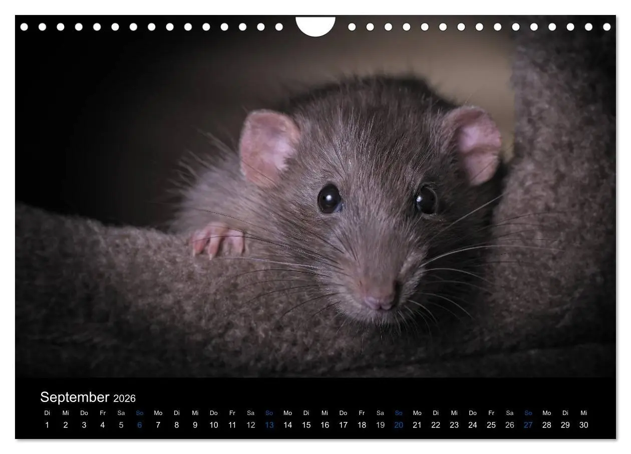 Bild: 9783516031188 | Ratten. Die große Welt der kleinen Nager (Wandkalender 2026 DIN A4...