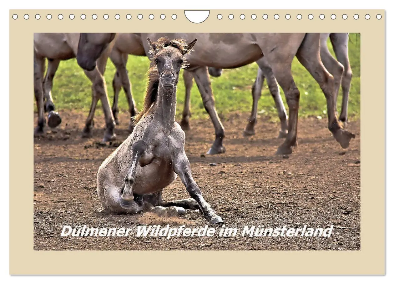 Cover: 9783457851388 | Dülmener Wildpferde im Münsterland (Wandkalender 2026 DIN A4 quer),...
