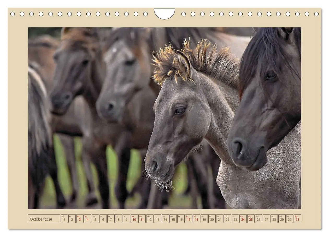 Bild: 9783457851388 | Dülmener Wildpferde im Münsterland (Wandkalender 2026 DIN A4 quer),...