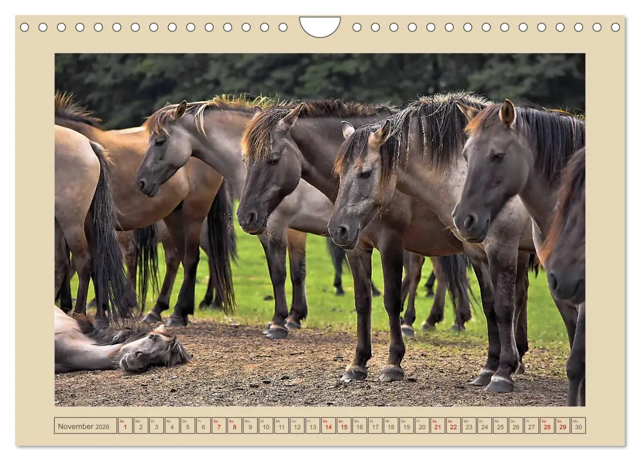 Bild: 9783457851388 | Dülmener Wildpferde im Münsterland (Wandkalender 2026 DIN A4 quer),...