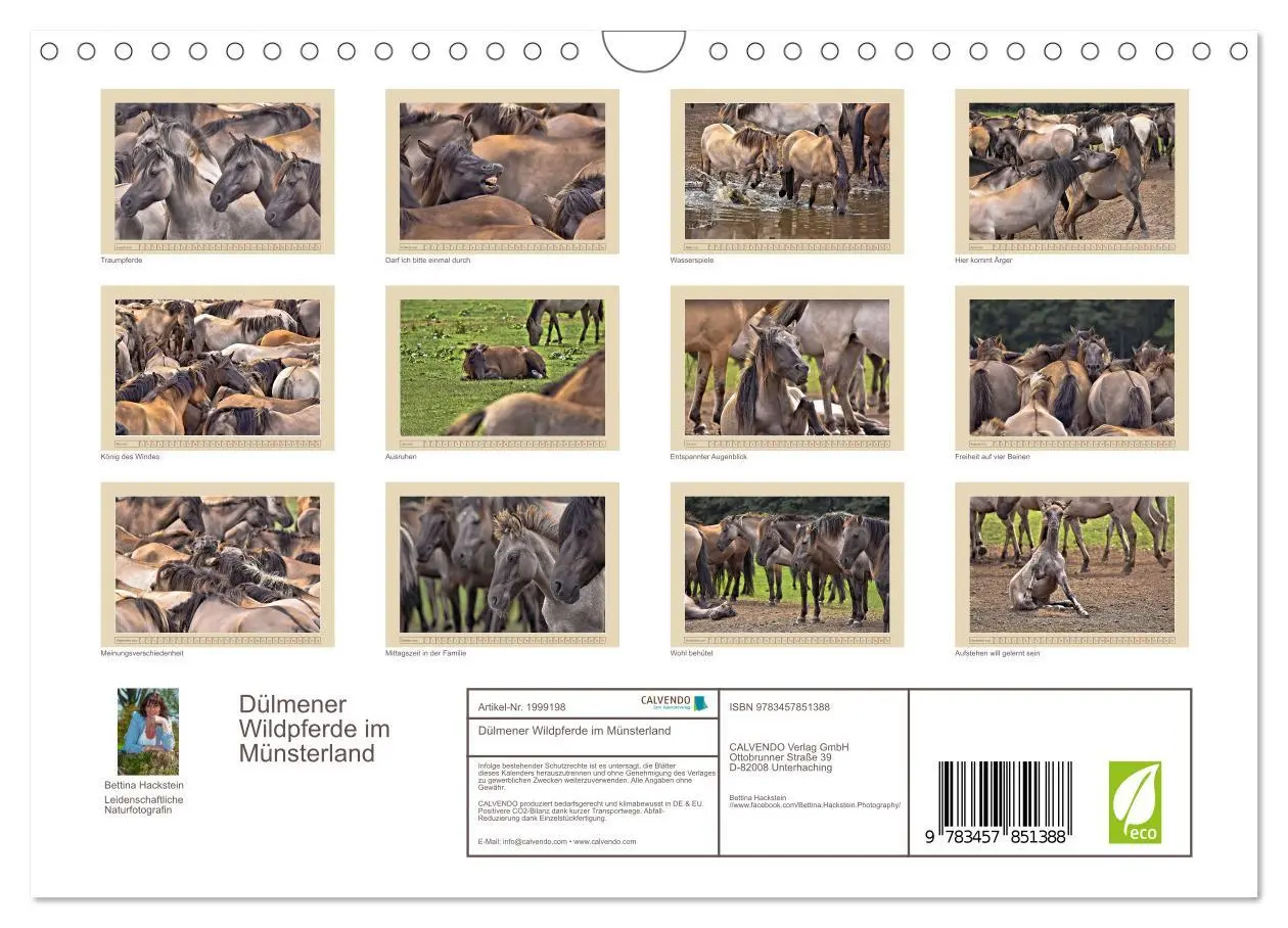Bild: 9783457851388 | Dülmener Wildpferde im Münsterland (Wandkalender 2026 DIN A4 quer),...