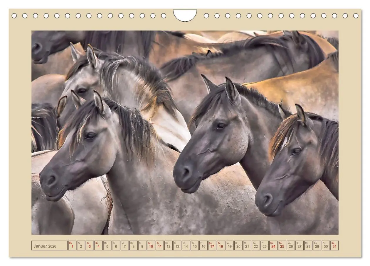 Bild: 9783457851388 | Dülmener Wildpferde im Münsterland (Wandkalender 2026 DIN A4 quer),...
