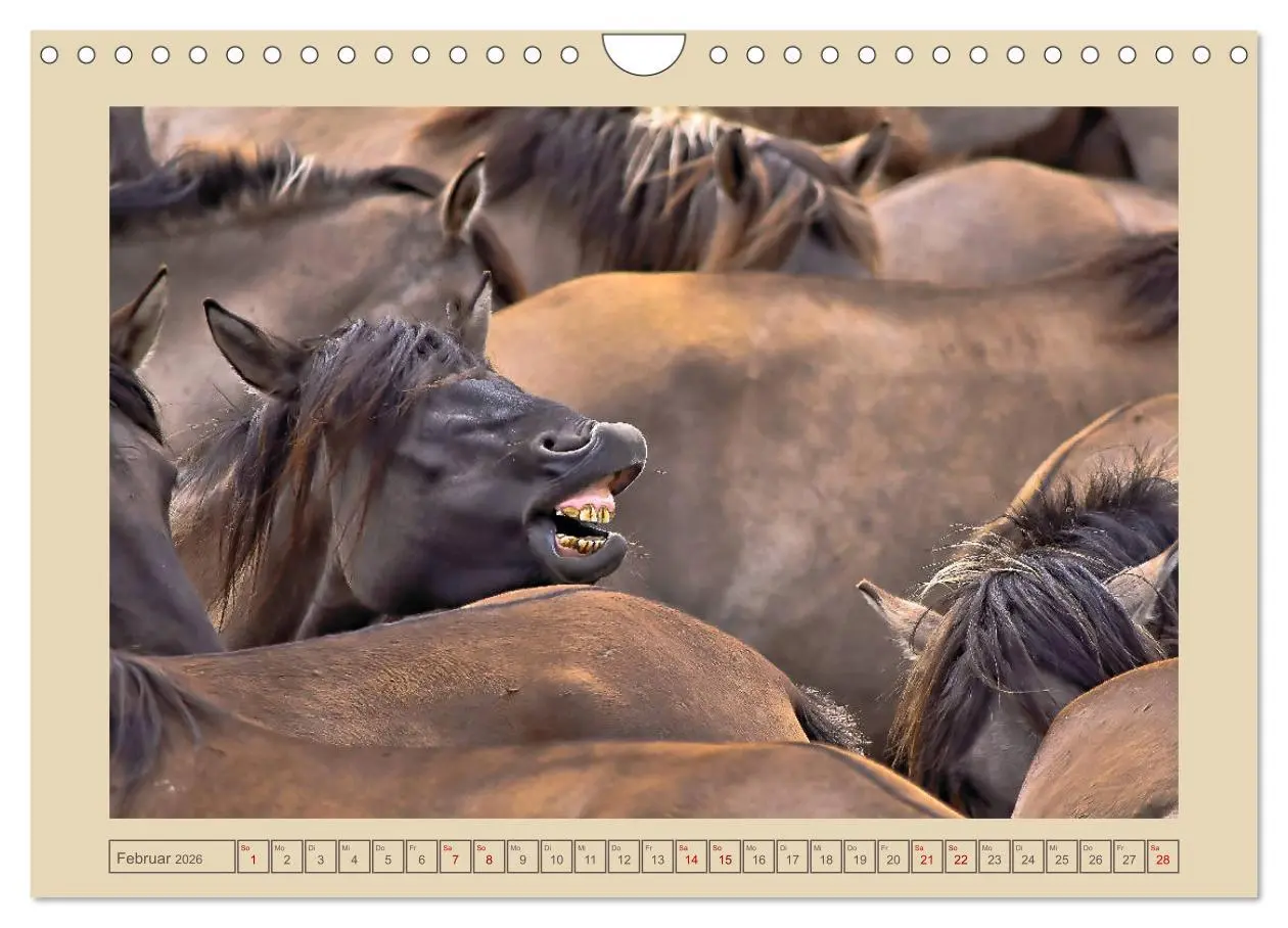 Bild: 9783457851388 | Dülmener Wildpferde im Münsterland (Wandkalender 2026 DIN A4 quer),...