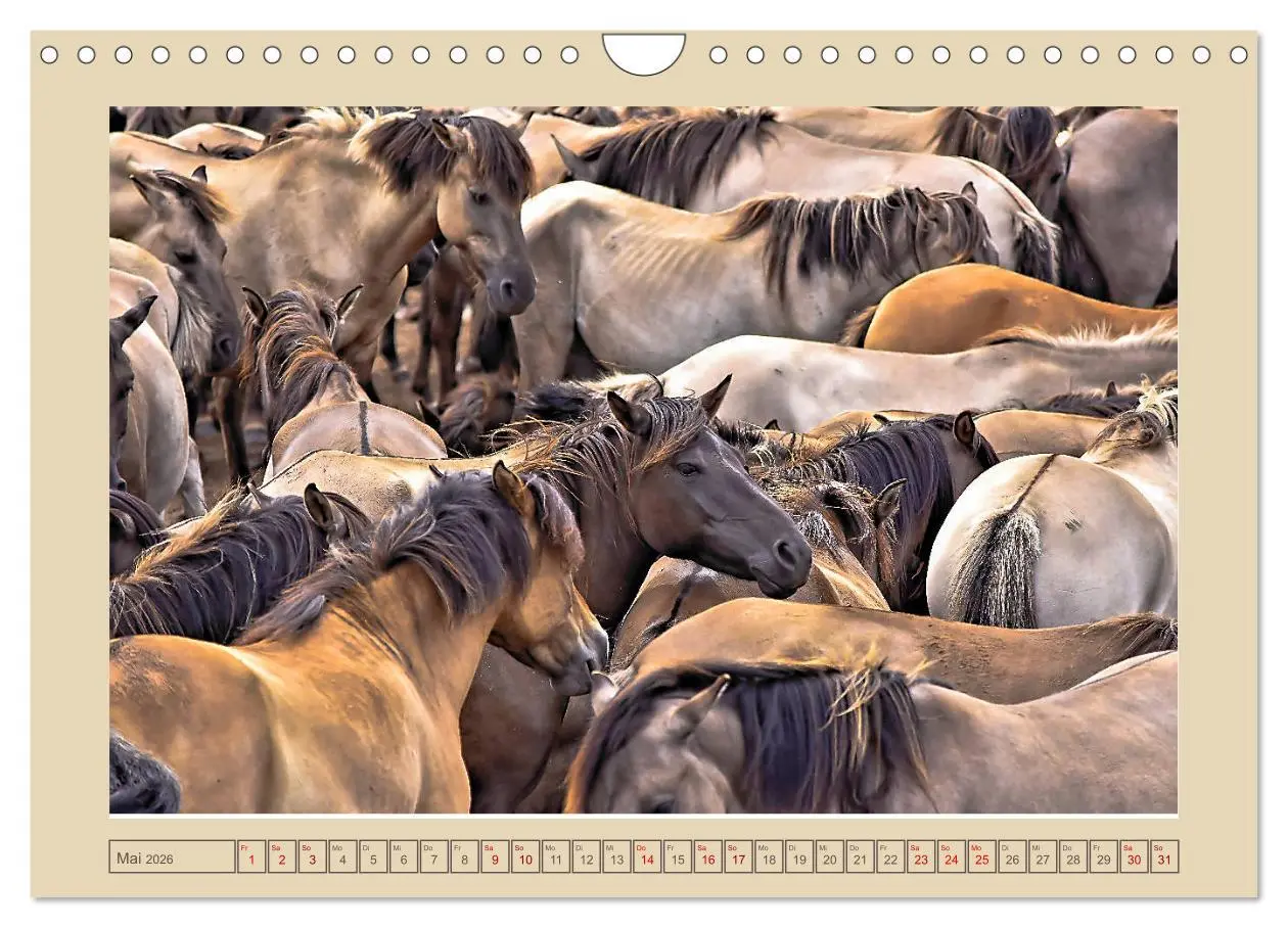 Bild: 9783457851388 | Dülmener Wildpferde im Münsterland (Wandkalender 2026 DIN A4 quer),...