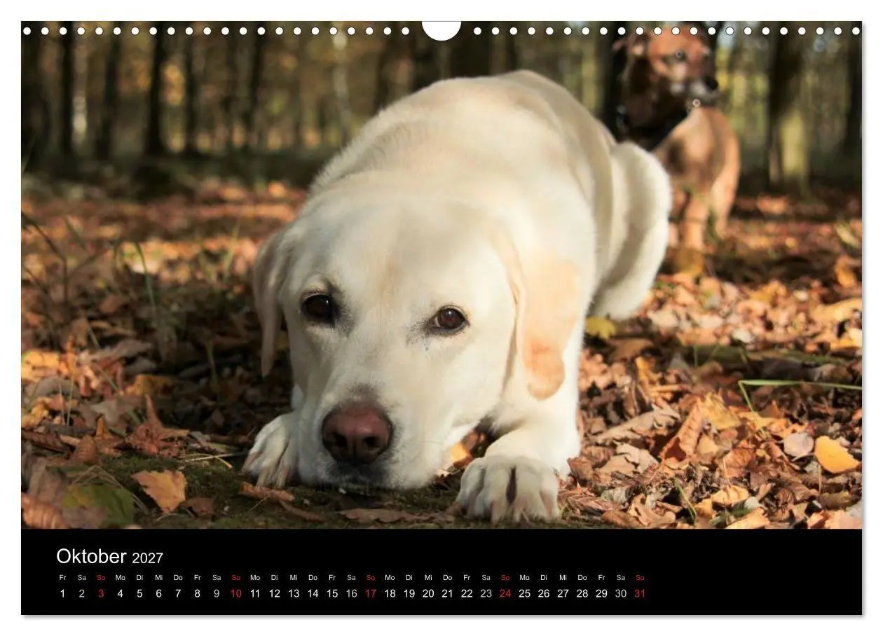 Bild: 9783594161388 | Labrador Retriever 2027 (Wandkalender 2027 DIN A3 quer), CALVENDO...