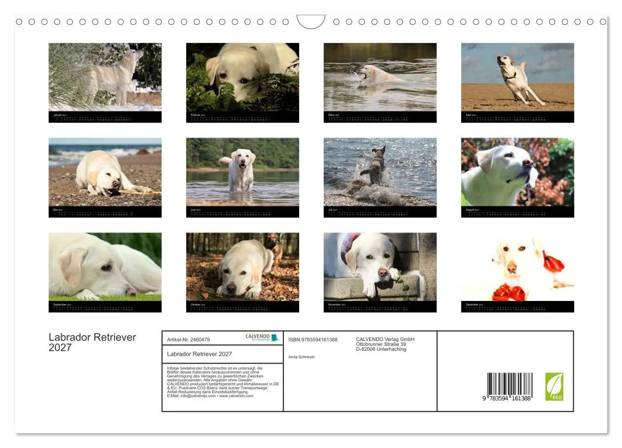 Bild: 9783594161388 | Labrador Retriever 2027 (Wandkalender 2027 DIN A3 quer), CALVENDO...